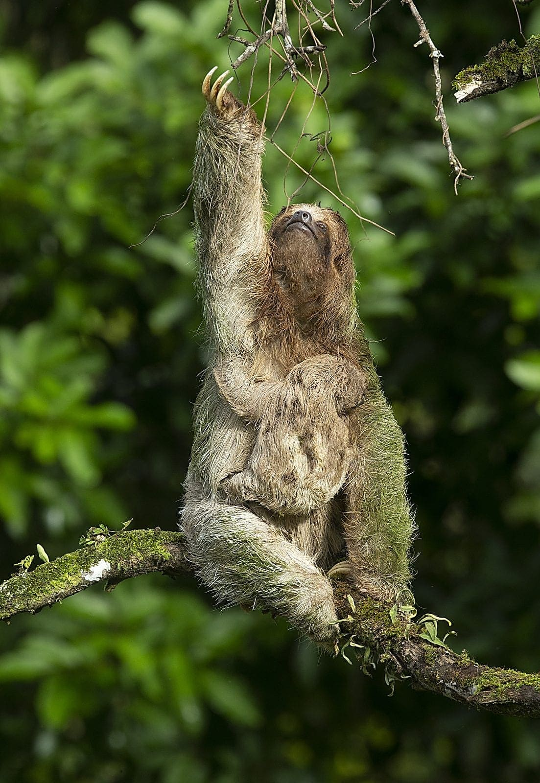 Mariolas Sloth Trail – Wildlife Tour