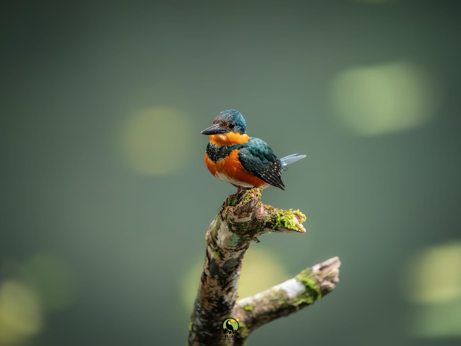 Tropical bird perched in the Arenal rainforest — birding tour