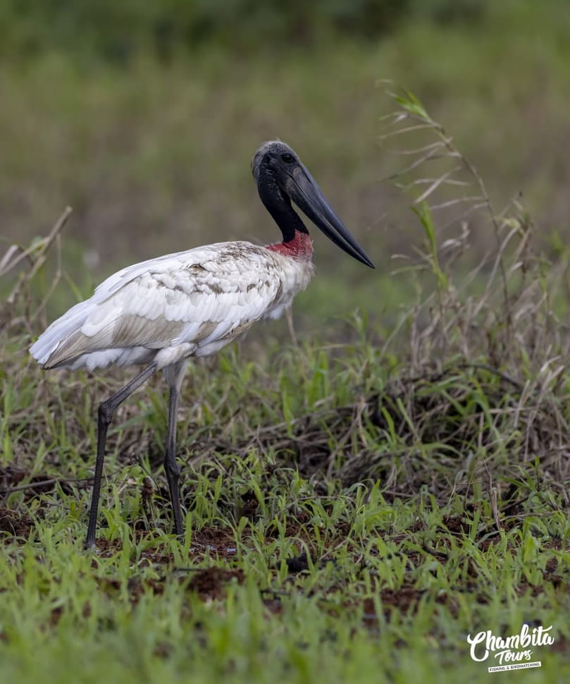Caño Negro wildlife refuge — boat safari through the wetlands