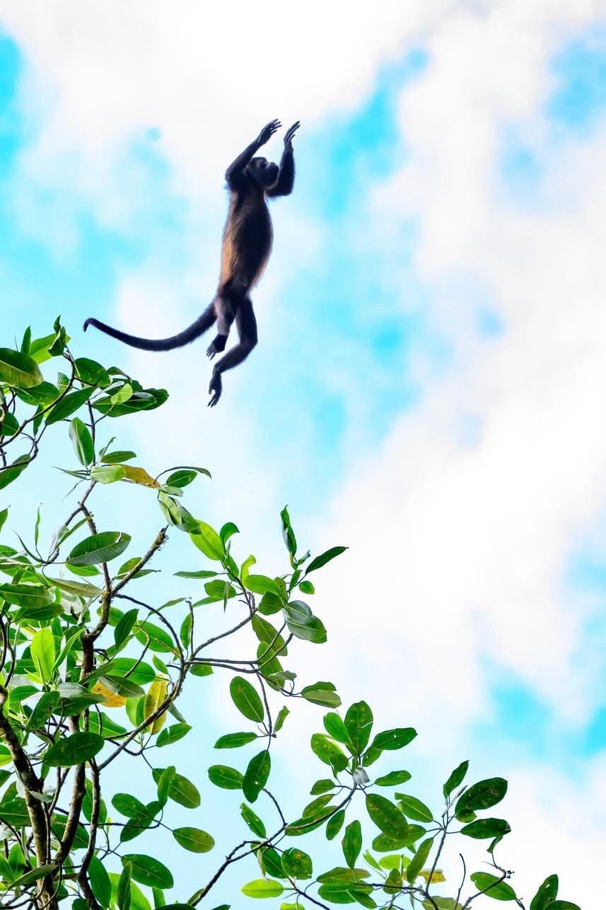 Spider monkey leaping through the Arenal rainforest canopy