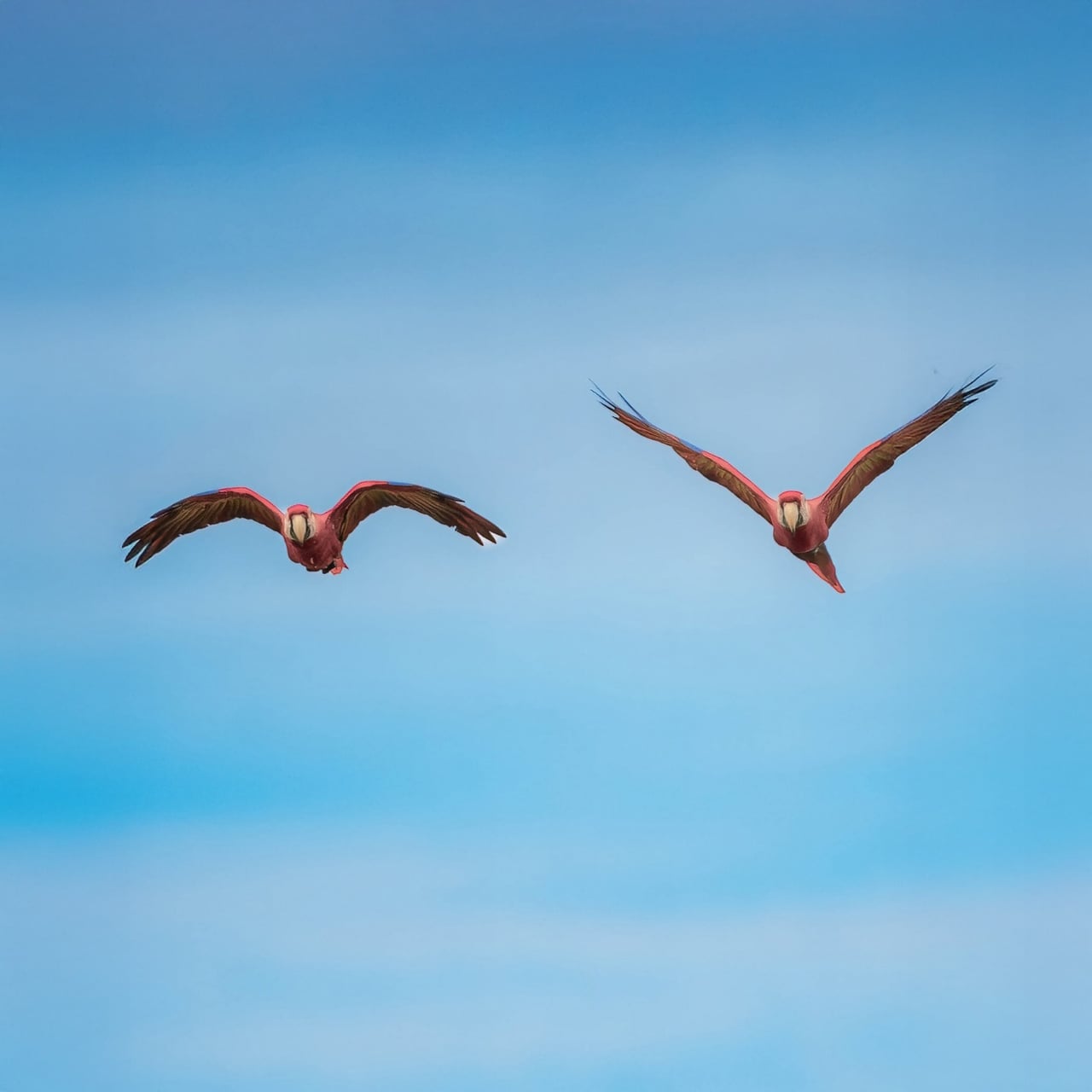 Scarlet Macaws pair in flight — Costa Rica wildlife